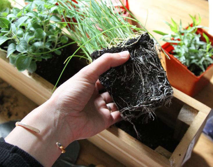 我在花园里,我在花园里,花园里,吃了一种蔬菜,以及其他的葡萄,以及其他的,以及其他的化学物质。